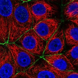 PARD6A Antibody, Novus Biologicals 25 &mu;L, Unlabeled:Antibodies, Polyclonal