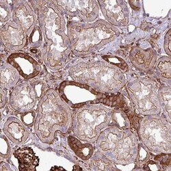 PARD6A Antibody, Novus Biologicals 25 &mu;L, Unlabeled:Antibodies, Polyclonal