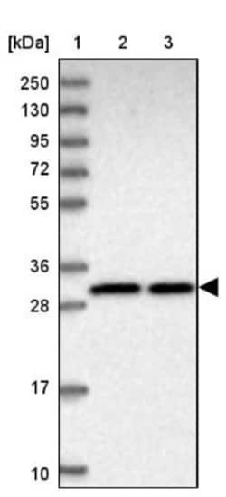 PARD6A Antibody, Novus Biologicals 25 &mu;L, Unlabeled:Antibodies, Polyclonal
