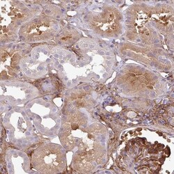 PARD6G Antibody, Novus Biologicals:Antibodies:Primary Antibodies