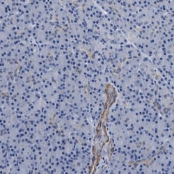 PARG Antibody, Novus Biologicals 25 &mu;L; Unlabeled:Antibodies, Polyclonal