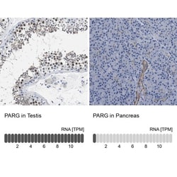PARG Antibody, Novus Biologicals 25 &mu;L; Unlabeled:Antibodies, Polyclonal