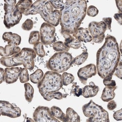 PARG1 Antibody, Novus Biologicals:Antibodies:Primary Antibodies