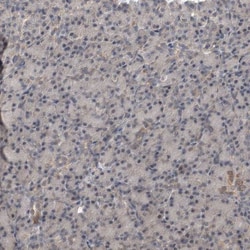 PARG1 Antibody, Novus Biologicals:Antibodies:Primary Antibodies