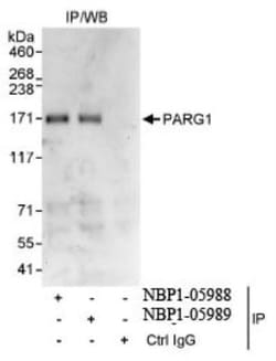 PARG1 Antibody, Novus Biologicals 0.1mL; Unlabeled:Antibodies, Polyclonal