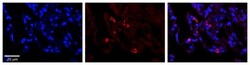 PARL Antibody, Novus Biologicals 100 &mu;L | Buy Online | Novus Biologicals | Fisher Scientific