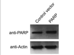 PARP Antibody (194C1439) - Cleaved - BSA Free, Novus Biologicals:Antibodies:Primary