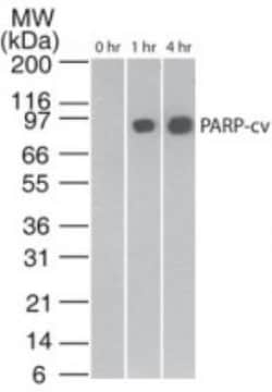 PARP Antibody (194C1439) - Cleaved - BSA Free, Novus Biologicals:Antibodies:Primary