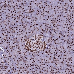 PARP Antibody, Novus Biologicals 0.1mL; Unlabeled:Antibodies, Polyclonal