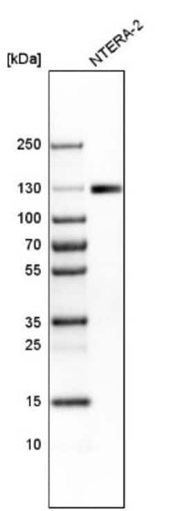 PARP Antibody, Novus Biologicals 0.1mL; Unlabeled:Antibodies, Polyclonal