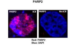 PARP2 Antibody, Novus Biologicals:Antibodies:Primary Antibodies