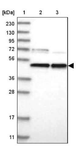 PARS2 Antibody, Novus Biologicals:Antibodies:Primary Antibodies