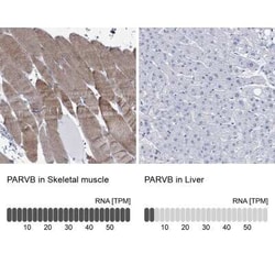 PARVB Rabbit anti-Human, Polyclonal, Novus Biologicals:Antibodies:Primary