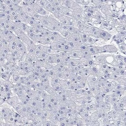 PARVB Rabbit anti-Human, Polyclonal, Novus Biologicals:Antibodies:Primary