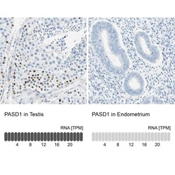 PASD1 Antibody, Novus Biologicals 0.1mL; Unlabeled:Antibodies, Polyclonal