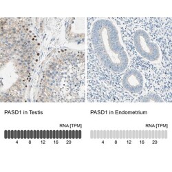 PASD1 Antibody, Novus Biologicals:Antibodies:Primary Antibodies