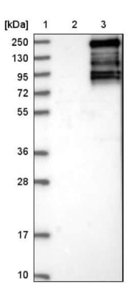 PASK Antibody, Novus Biologicals 25 &mu;L; Unlabeled:Antibodies, Polyclonal