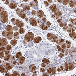 PAUF/ZG16B Antibody, Novus Biologicals 0.1mL; Unlabeled:Antibodies, Polyclonal