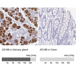 PAUF/ZG16B Antibody, Novus Biologicals 0.1mL; Unlabeled:Antibodies, Polyclonal