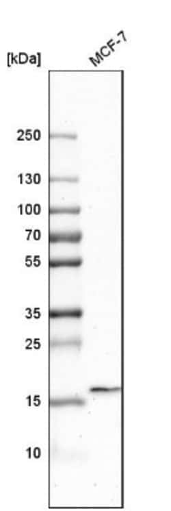 PAUF/ZG16B Antibody, Novus Biologicals 0.1mL; Unlabeled:Antibodies, Polyclonal