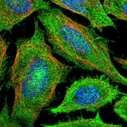 PAWR/ PAR4 Antibody, Novus Biologicals:Antibodies:Primary Antibodies