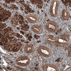 PAWR/ PAR4 Antibody, Novus Biologicals:Antibodies:Primary Antibodies