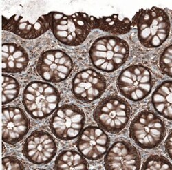 PAWR/ PAR4 Antibody, Novus Biologicals:Antibodies:Primary Antibodies