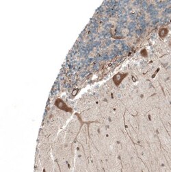 PAWR/ PAR4 Antibody, Novus Biologicals:Antibodies:Primary Antibodies