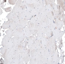 PAWR/ PAR4 Antibody, Novus Biologicals:Antibodies:Primary Antibodies