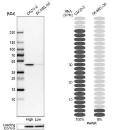 PAWR/ PAR4 Antibody, Novus Biologicals:Antibodies:Primary Antibodies