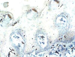 PAX1 Antibody, Novus Biologicals 100 &mu;g | Buy Online | Novus Biologicals | Fisher Scientific