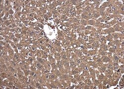 anti-PBEF/Visfatin/NAMPT, Polyclonal, Novus Biologicals 0.1 mL | Buy Online | Novus Biologicals | Fisher Scientific