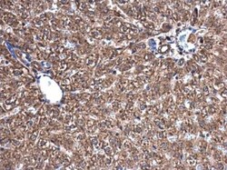 PBEF/Visfatin/NAMPT Antibody, Novus Biologicals 0.1mL; Unlabeled:Antibodies,