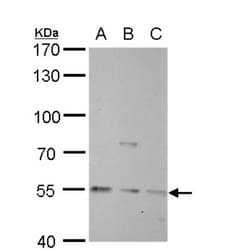 PBEF/Visfatin/NAMPT Antibody, Novus Biologicals 0.1mL; Unlabeled:Antibodies,
