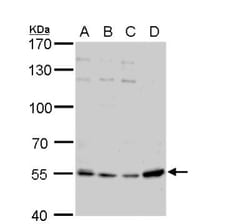 PBEF/Visfatin/NAMPT Antibody, Novus Biologicals 0.1mL; Unlabeled:Antibodies,