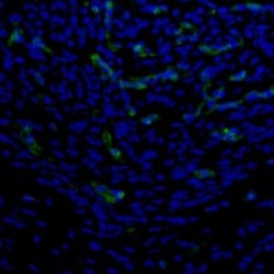 PBK Antibody, Novus Biologicals 25 &mu;L | Buy Online | Novus Biologicals | Fisher Scientific