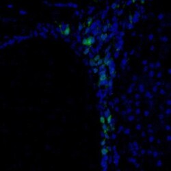 PBK Antibody, Novus Biologicals 25 &mu;L | Buy Online | Novus Biologicals | Fisher Scientific
