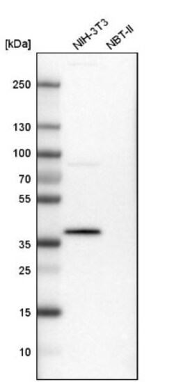 PBK Antibody, Novus Biologicals 25 &mu;L | Buy Online | Novus Biologicals | Fisher Scientific