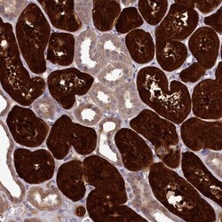 PBLD Antibody, Novus Biologicals:Antibodies:Primary Antibodies