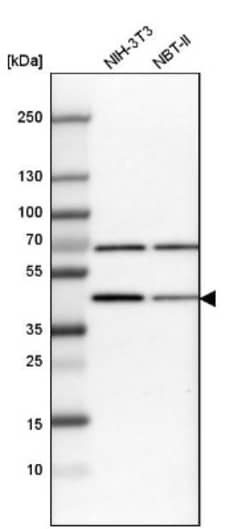 PBX1 Antibody, Novus Biologicals:Antibodies:Primary Antibodies