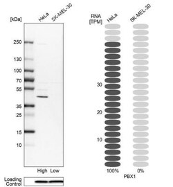 PBX1 Antibody, Novus Biologicals:Antibodies:Primary Antibodies