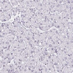 PBX2 Antibody, Novus Biologicals 0.1mL; Unlabeled:Antibodies, Polyclonal