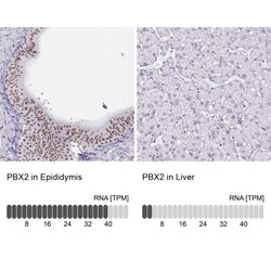 PBX2 Antibody, Novus Biologicals 0.1mL; Unlabeled:Antibodies, Polyclonal