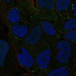 PBX4 Antibody, Novus Biologicals:Antibodies:Primary Antibodies