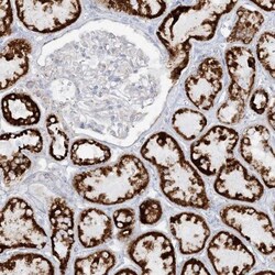 PCCB Antibody, Novus Biologicals 25 &mu;L; Unlabeled:Antibodies, Polyclonal