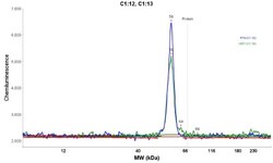 PCCB Antibody, Novus Biologicals 25 &mu;L; Unlabeled:Antibodies, Polyclonal