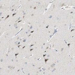 PCDHB15 Antibody, Novus Biologicals:Antibodies:Primary Antibodies
