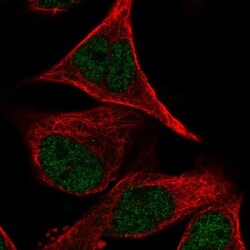 PCDHB2 Antibody, Novus Biologicals:Antibodies:Primary Antibodies