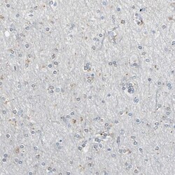 PCDHB2 Antibody, Novus Biologicals:Antibodies:Primary Antibodies