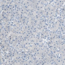 PCDHB2 Antibody, Novus Biologicals:Antibodies:Primary Antibodies